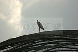 leipzig zoo-01_07_2011_gondwanaland_014